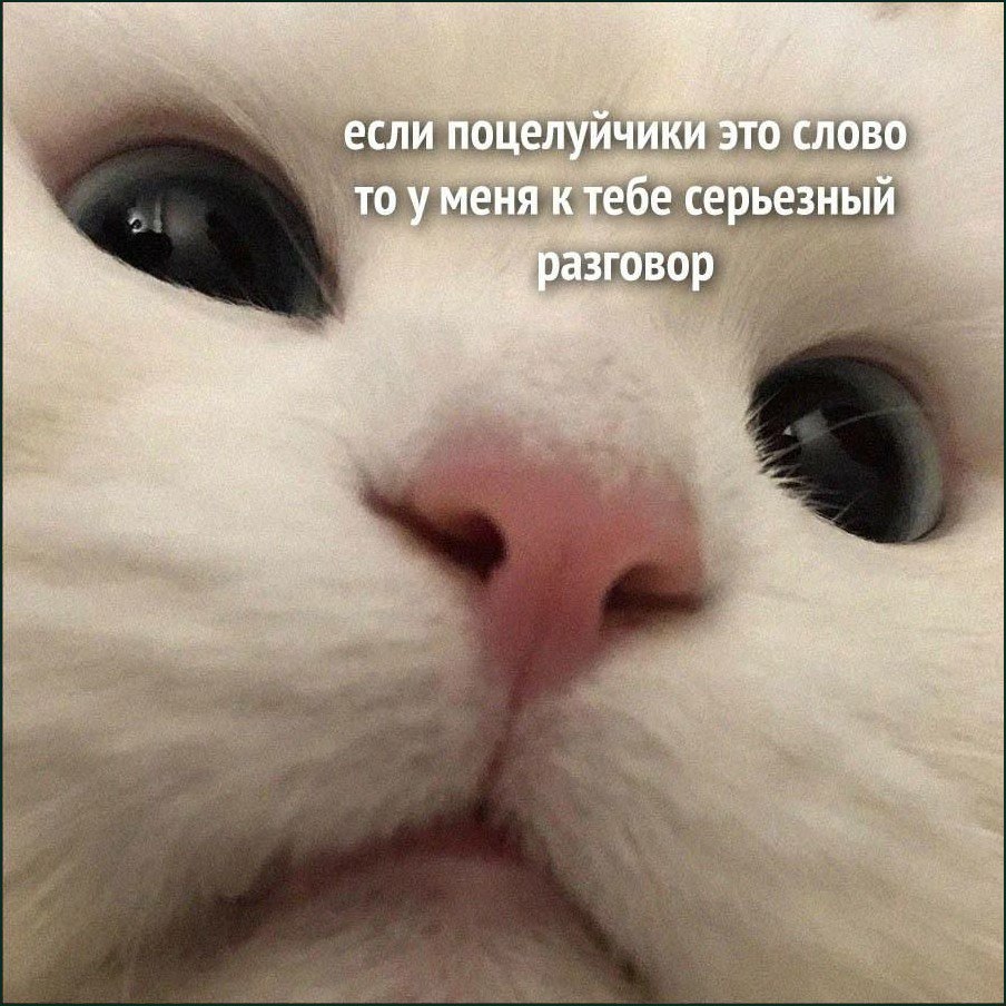 Если поцелуйчики это слово Кот с фразой "если поцелуйчики это слово то у меня к тебе серьезный разговор"