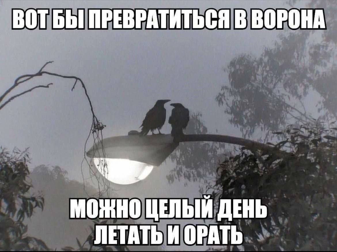 Два ворона сидят на фонаре в тумане с подписью о мечте превратиться в ворона, чтобы весь день летать и орать.