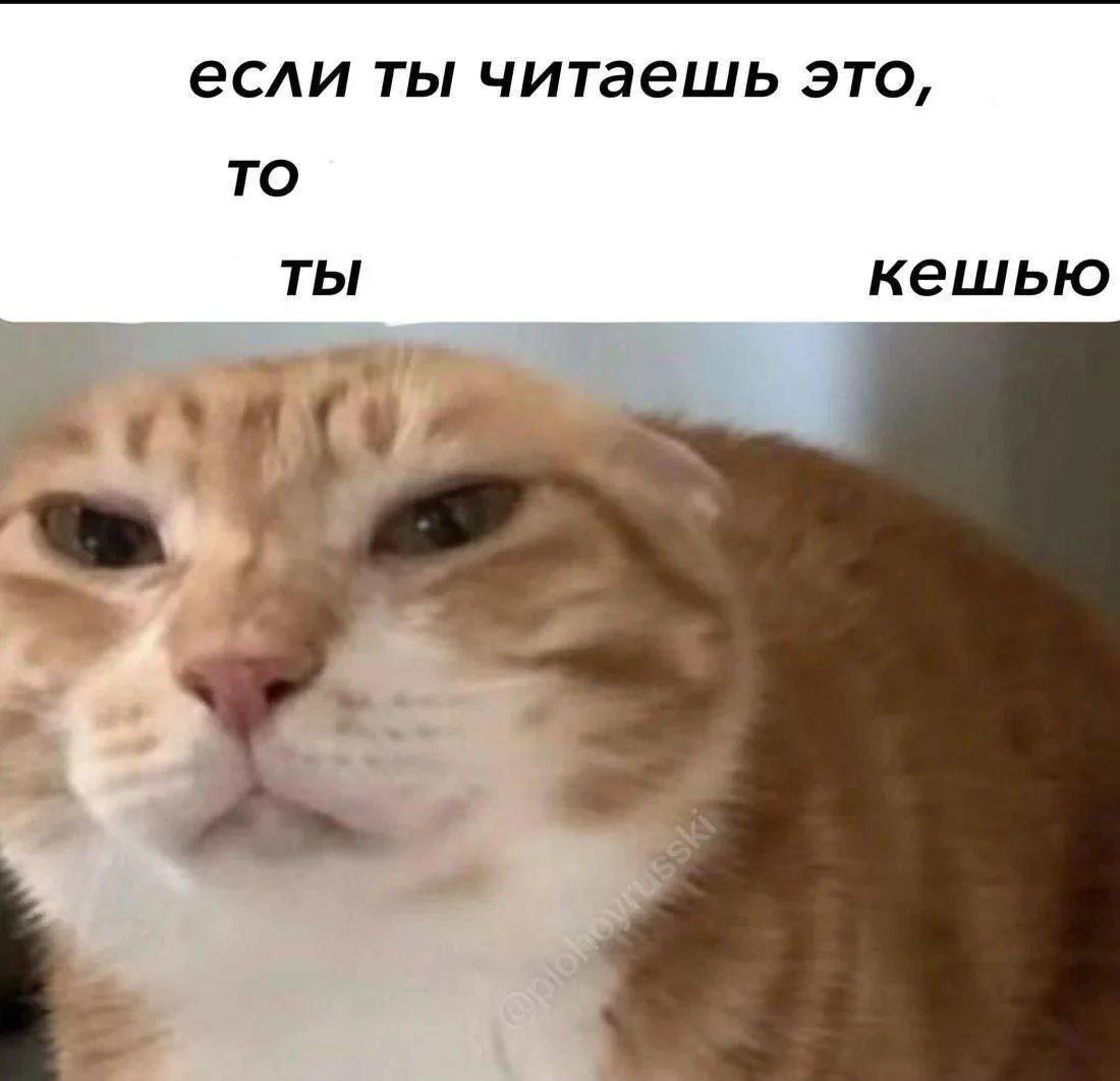 Если ты читаешь это, то ты кешью Кот с хитрым взглядом и надписью «Если ты читаешь это, то ты кешью».