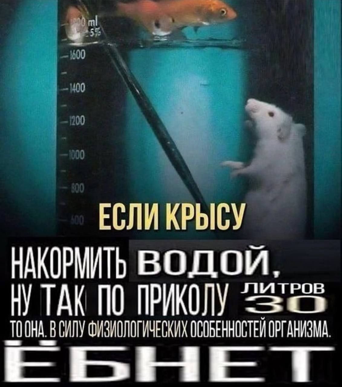 Если крысу накормить водой Мем про крысу и рыбу в мерном стакане с надписью «Если крысу накормить водой, ну так по приколу 30 литров, то она в силу физиологических особенностей организма. Ёбнет.»