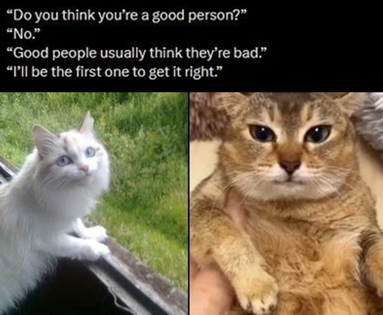 I'll be the first one to get it right Мем с котом, который будет первым, кто поступит правильно в вопросе о том, хороший он человек или нет.