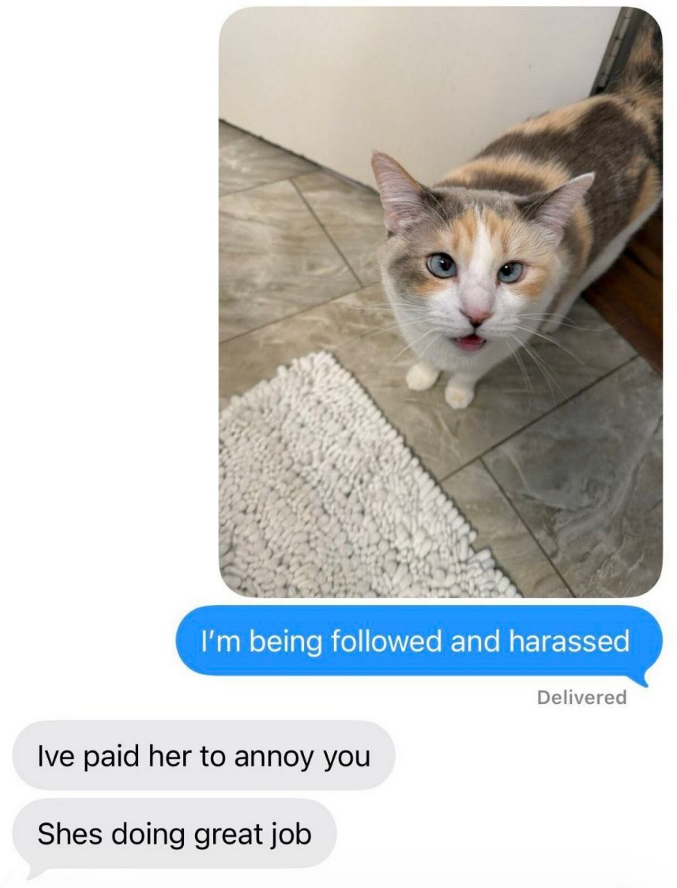 Мем про кошку, которая преследует хозяина, с перепиской «I'm being followed and harassed»