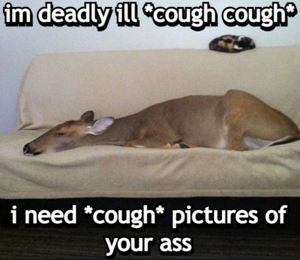 I'm deadly ill cough cough Олень лежит на диване и говорит, что он смертельно болен и ему нужны фото чьей-то задницы