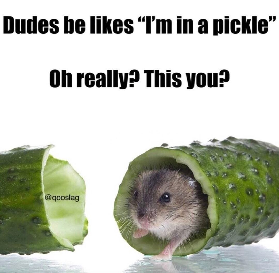 Мышь выглядывает из огурца в ответ на фразу «I’m in a pickle» — «Я в затруднительном положении».