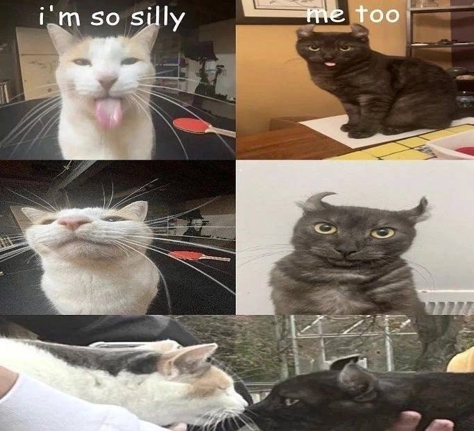 Мем с котом «I'm so silly» Мем с коллажем из шести фотографий котов, демонстрирующих забавные и необычные выражения морд, с подписями «I'm so silly» и «me too».