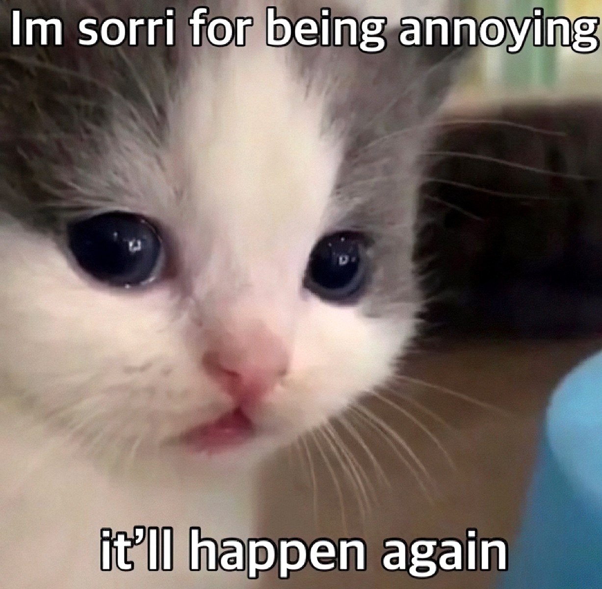 Грустный котенок Im sorri for being annoying Грустный котенок с надписью Im sorri for being annoying, it'll happen again