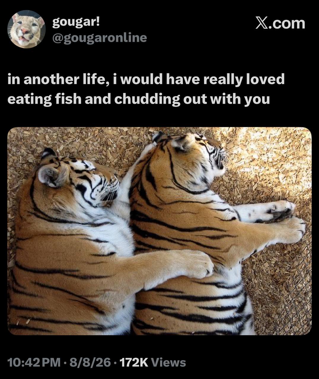 Скриншот поста в X с текстом «In another life, I would have really loved eating fish and chudding out with you» и двумя тиграми, лежащими в обнимку.