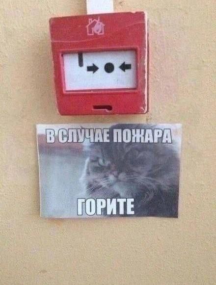 В случае пожара горите В случае пожара горите мем с котом