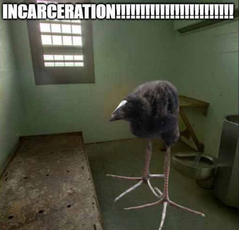 INCARCERATION!!!!!!!!!!!!!!!!! ворона Ворона на куриных лапах в тюрьме, мем про заключение