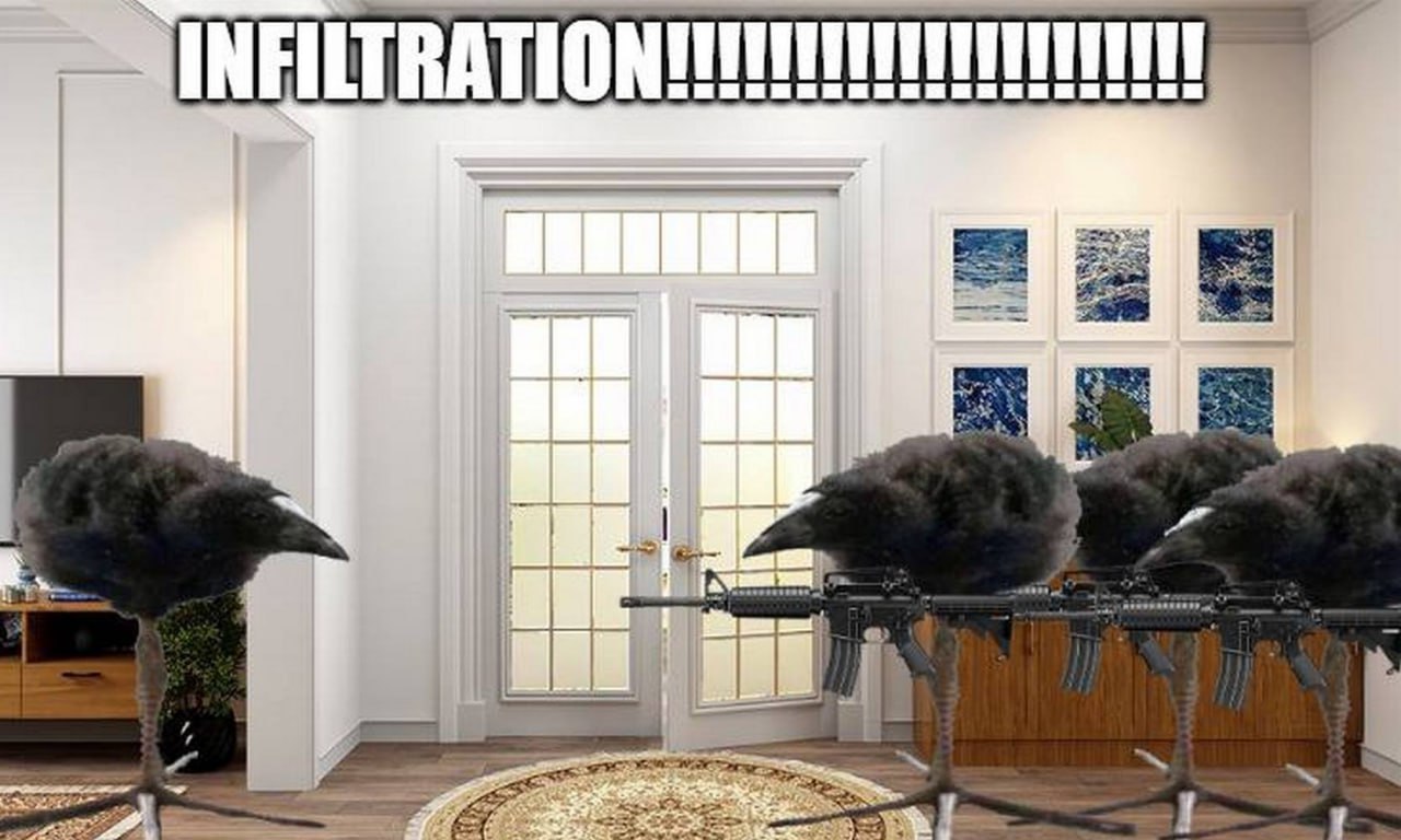 Infiltration!!!!!!!!!!!!!!!!! Вороны со швабрами и оружием врываются в дом