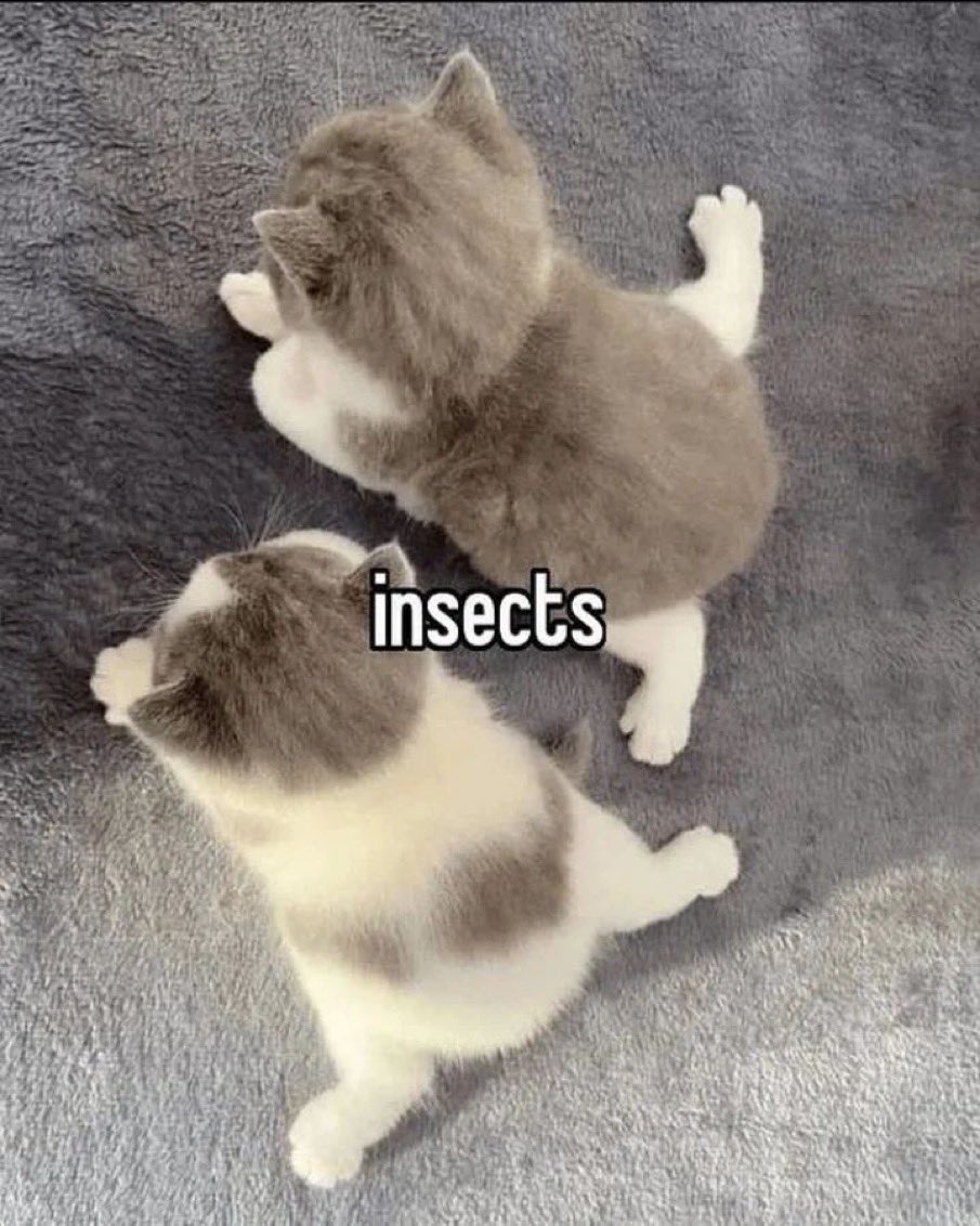 Insects котята Маленькие котята и надпись insects