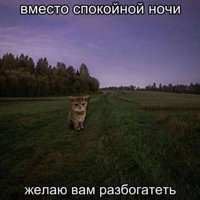 Вместо спокойной ночи желаю вам разбогатеть Милый котенок на поле под ночным небом с пожеланием разбогатеть