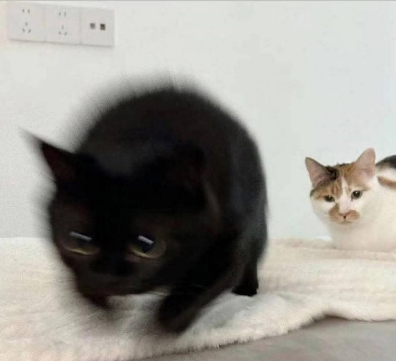 Напряженный черный кот Напряженный черный кот на переднем плане, готовый к прыжку, и спокойный трехцветный кот на заднем плане