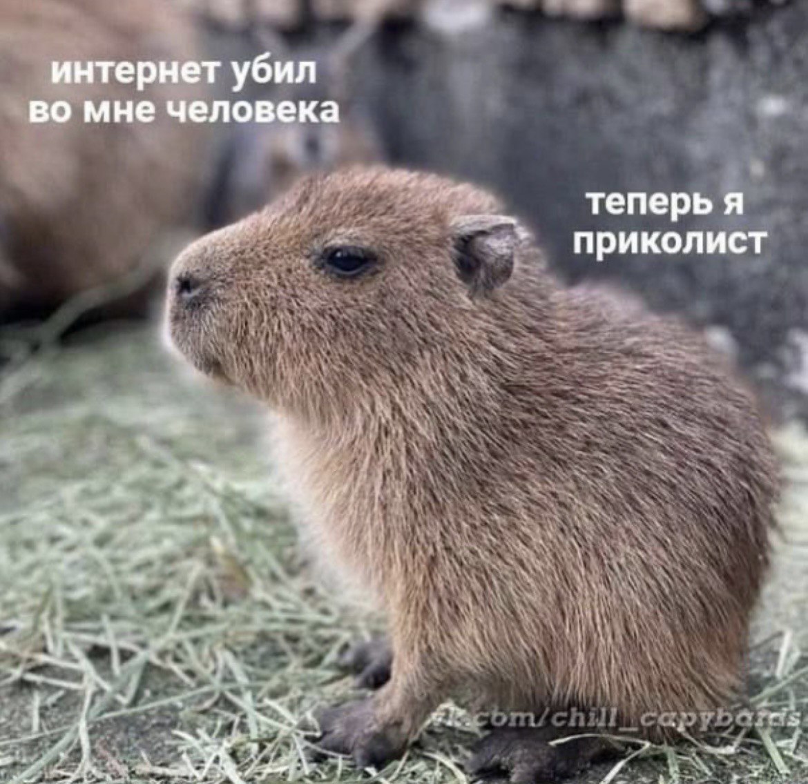 Интернет убил во мне человека Капибара, говорящая «Интернет убил во мне человека, теперь я приколист»