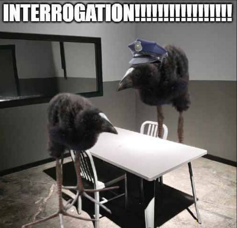 INTERROGATION птицы на допросе Мем с птицами, сидящими в комнате для допросов, одна из которых в полицейской фуражке