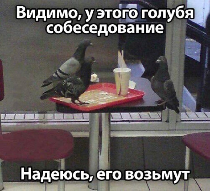 Видимо, у этого голубя собеседование Голубь на собеседовании в фастфуд-ресторане
