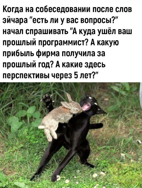 Когда на собеседовании начал задавать неудобные вопросы На картинке изображена черная собака, которая несет на спине маленького серого зайца. Заяц лежит на спине собаки, а собака бежит по траве, выглядя при этом немного шокированной или напуганной. Вокруг видна зеленая трава и некоторые растения на заднем плане.