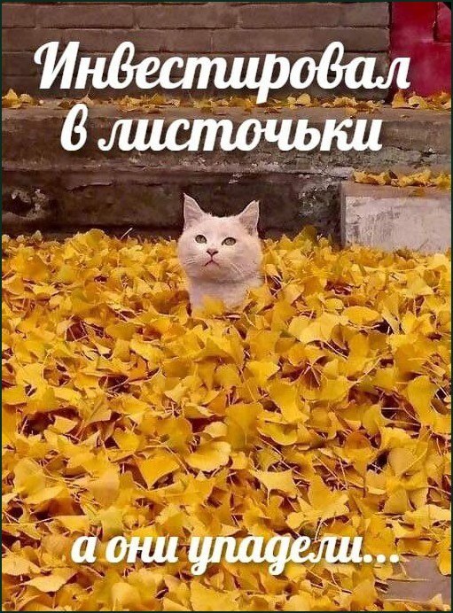 Белая кошка сидит в куче осенних листьев с надписью «Инвестировал в листочки, а они упадели...»