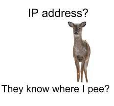 Олень спрашивает про IP-адрес и думает, что кто-то знает, где он писает