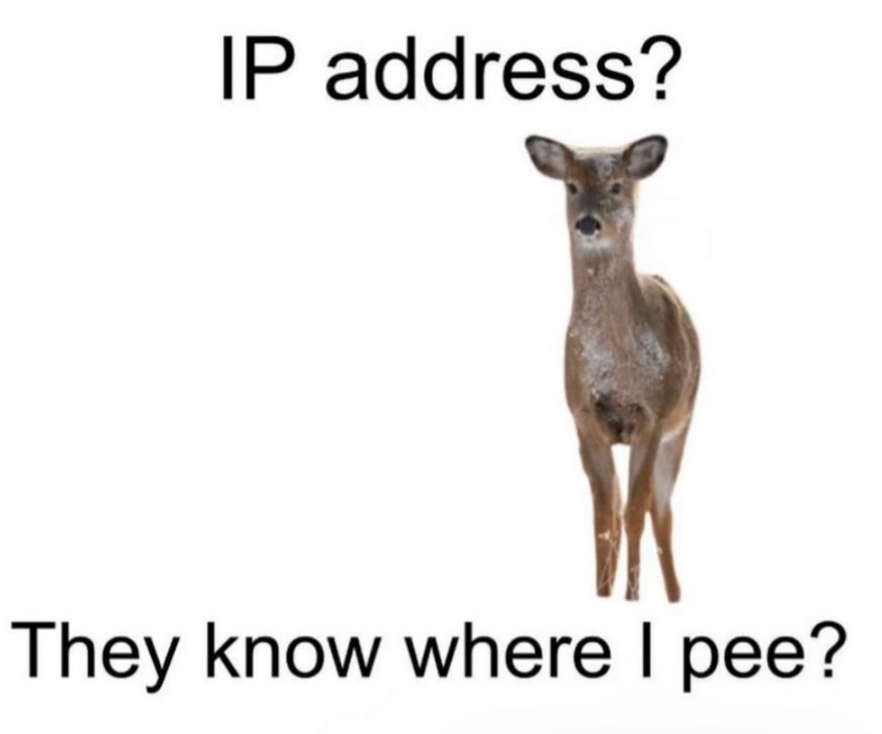 IP адрес? Они знают, где я писаю? Олень Мем с оленем, который с удивлением спрашивает: "IP адрес? Они знают, где я писаю?"