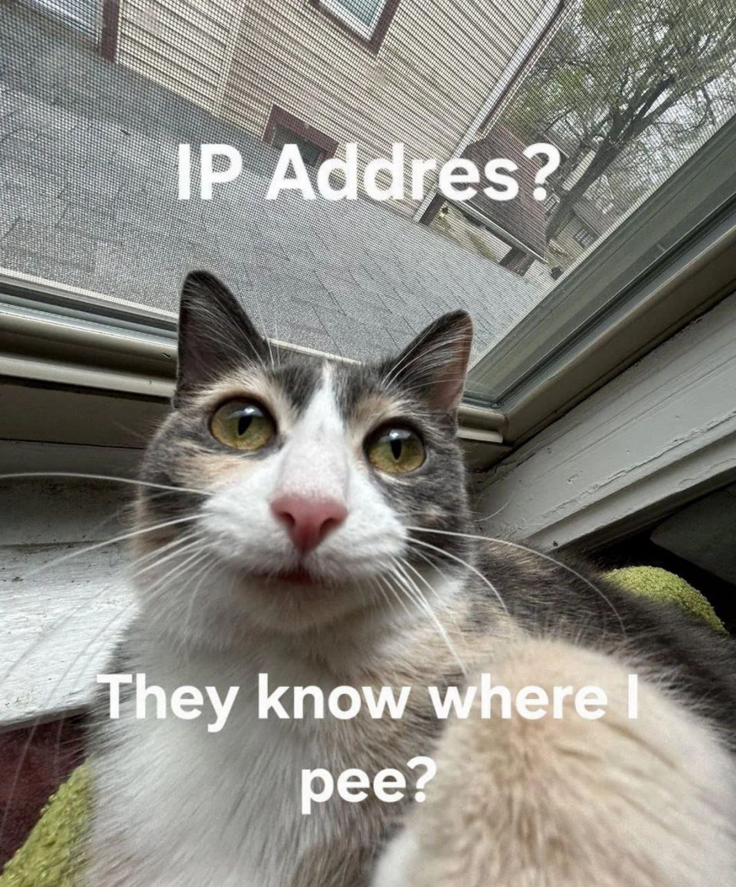 IP Addres? They know where I pee? Кот спрашивает: "IP-адрес? Они знают, где я писаю?"