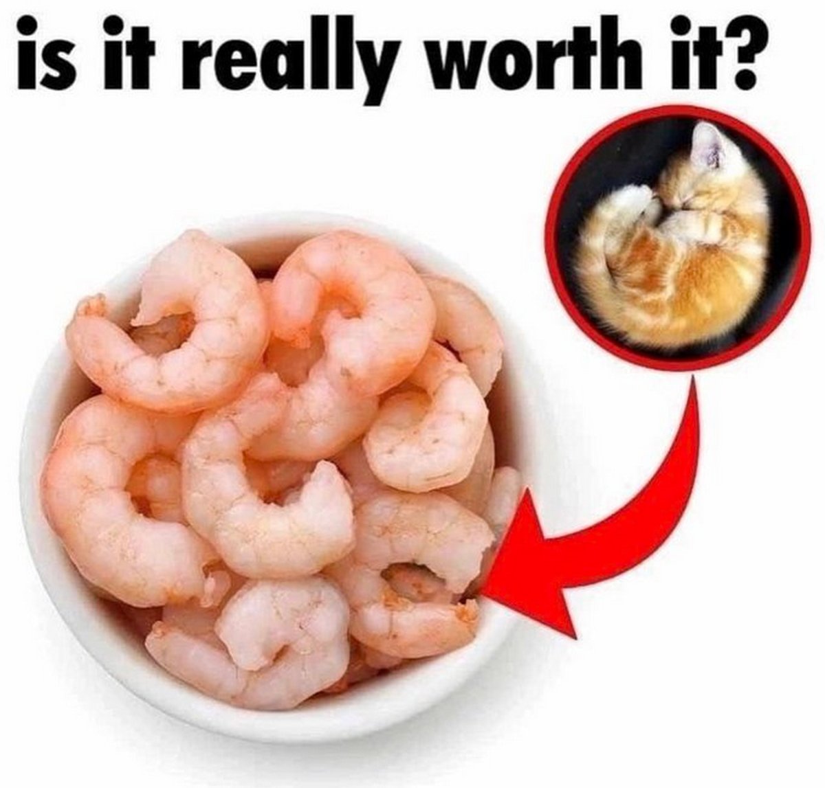 Is it really worth it Мем с креветками и котёнком, похожим на креветку