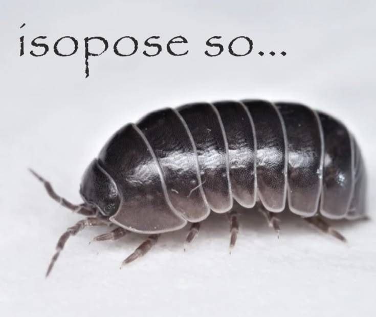Мокрица с подписью «isopose so…» — забавная игра слов на основе названия изоподы и фразы «думаю, да».