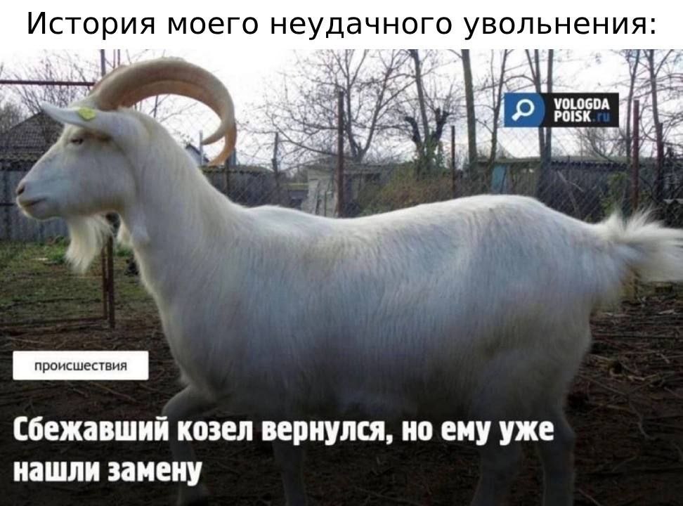 История моего неудачного увольнения Козел с желтой биркой в ухе, длинными изогнутыми рогами и небольшой бородой.