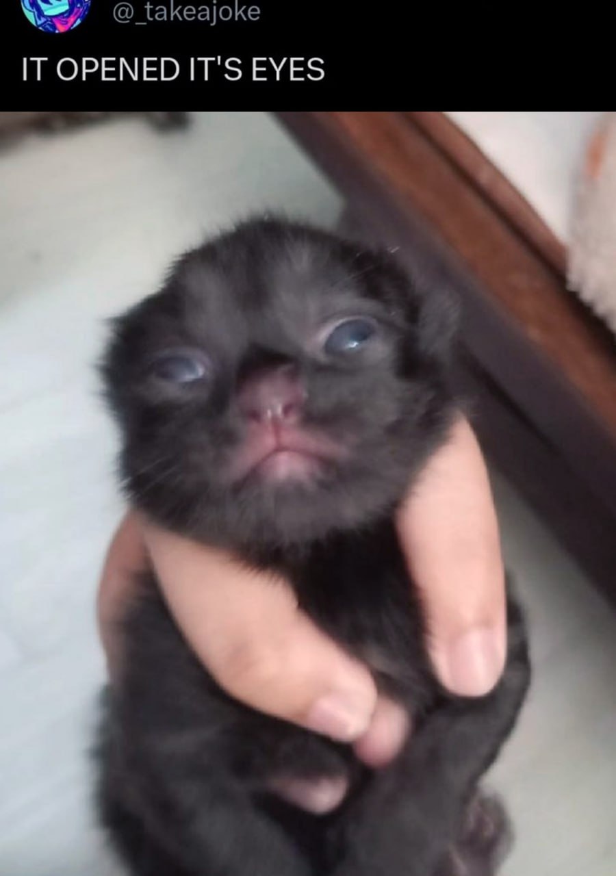 It opened its eyes Котёнок открыл глаза