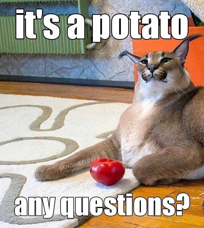 It's a potato any questions Мем с котом Фыппой, который сидит на ковре, а рядом лежит красное яблоко, которое он называет картошкой.