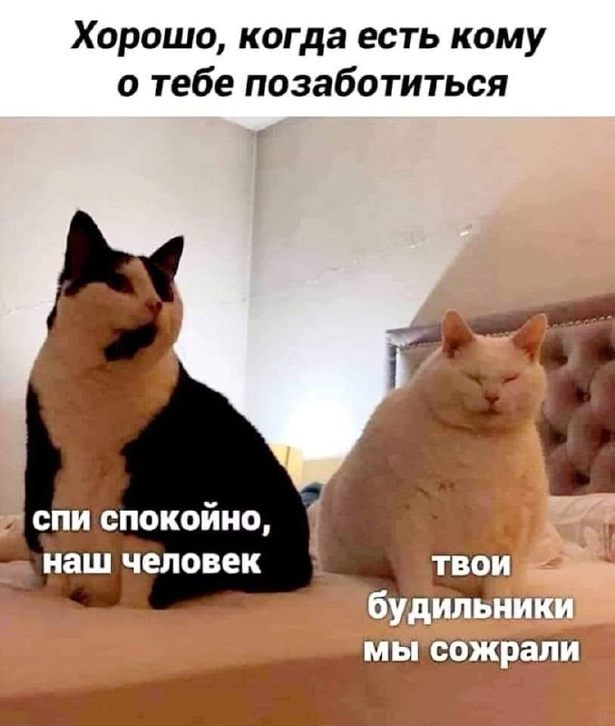 Мем с двумя кошками и надписью "Хорошо, когда есть кому о тебе позаботиться. Спи спокойно, наш человек, твои будильники мы сожрали".