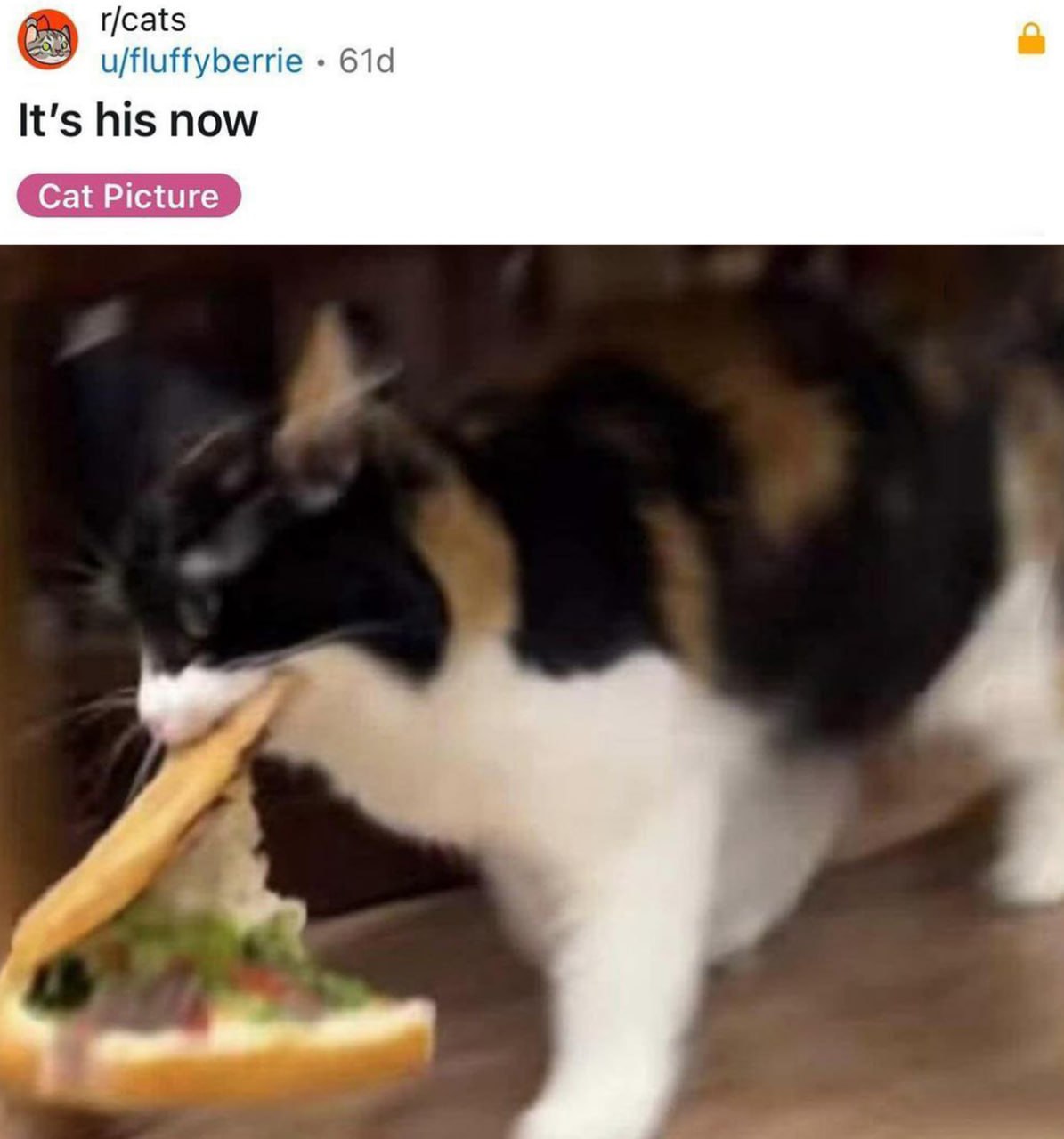 It's his now Кот ворует еду