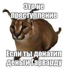 Мем с каракалом и надписью «Это не преступление если ты донатил деньги Гарварду»