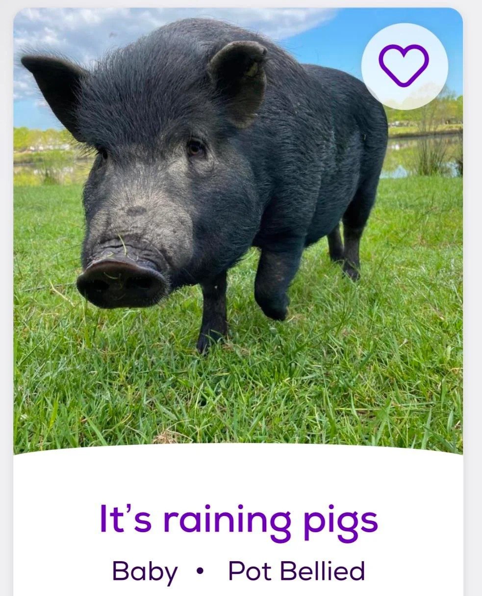 It's raining pigs Черная свинья на зеленой траве с надписью It's raining pigs