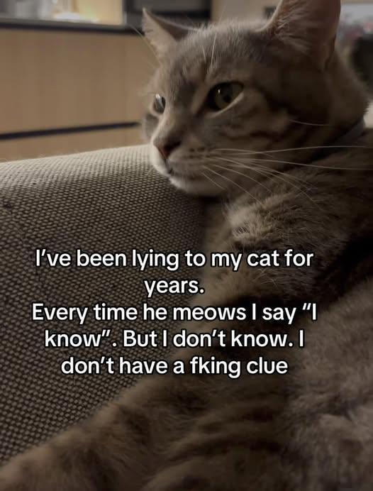 I've been lying to my cat for years Мем с котом, которому годами говорят "Я знаю", но на самом деле ничего не знают.