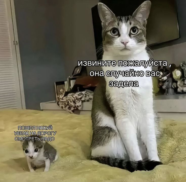 Извините пожалуйста, она случайно вас задела Мем про взрослого кота, извиняющегося за агрессивного котенка