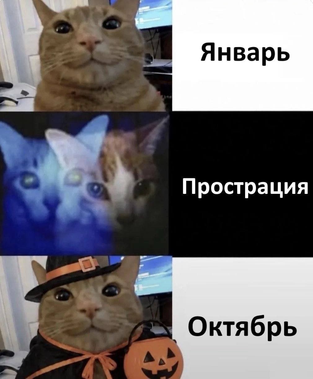 Кот показывает смену настроения: январь, полная прострация и праздничный октябрьский костюм на Хэллоуин.