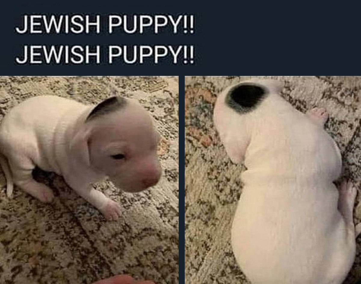 Jewish puppy Белый щенок с черным пятном на голове, напоминающим кипу