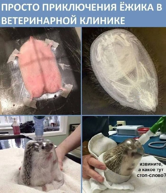 Приключения ежика в ветеринарной клинике Мем про приключения ежика в ветеринарной клинике с текстом «Извините, а какое тут стоп-слово?»