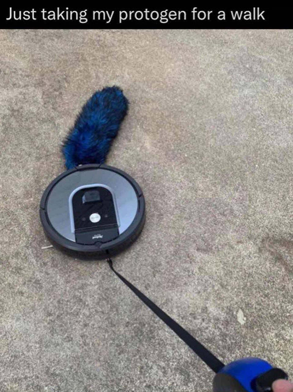 Просто выгуливаю своего протогена Робот-пылесос Roomba с синим пушистым хвостом, который выгуливают на поводке как протогена