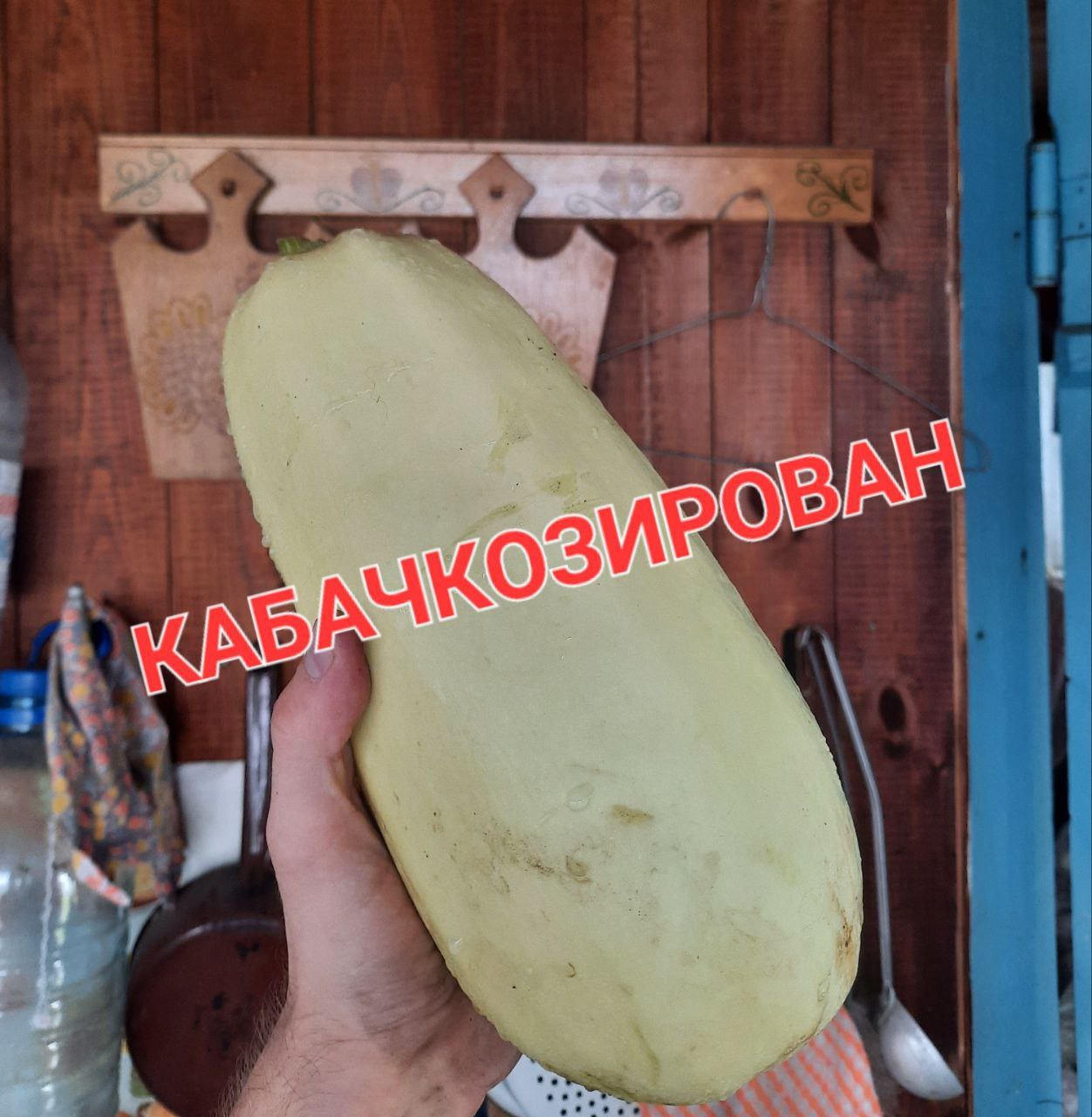 Мужчина держит большой кабачок с надписью «Кабачкозирован»