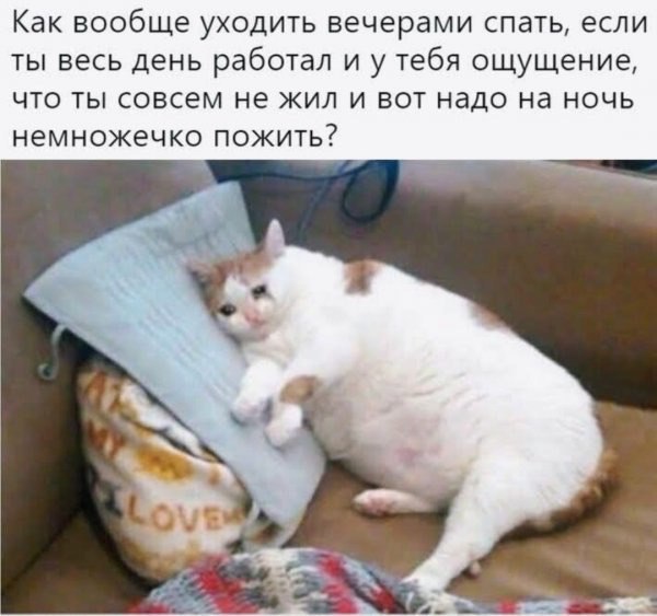 Как ложиться спать, если весь день работал Мем про толстого грустного кота, лежащего на диване с подушкой и надписью "Как вообще уходить вечерами спать, если ты весь день работал и у тебя ощущение, что ты совсем не жил и вот надо на ночь немножечко пожить?"