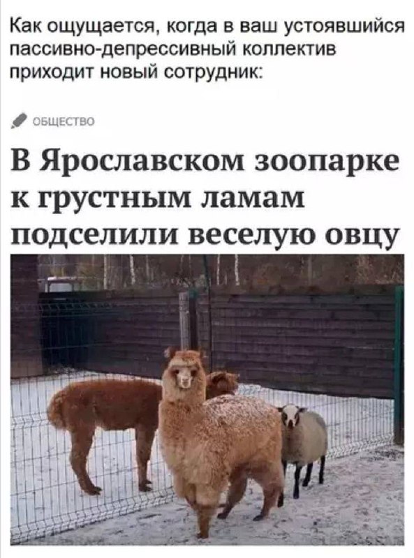 Как ощущается, когда в ваш пассивно-депрессивный коллектив приходит новый сотрудник Фотография из Ярославского зоопарка, где к грустным ламам подселили веселую овцу.