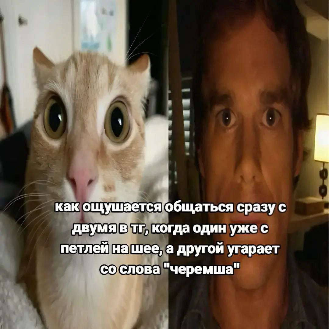 Как ощущается общаться сразу с двумя в ТГ Мем с котом и Декстером про то, как ощущается общаться сразу с двумя людьми в телеграме, когда один в депрессии, а другой смеется над словом "черемша".