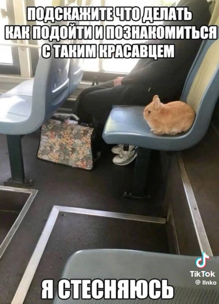 Как подойти и познакомиться с кроликом Подскажите, что делать, как подойти и познакомиться с таким красавцем, я стесняюсь