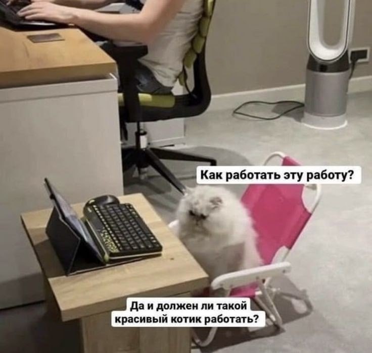 Как работать эту работу Мем с котом, который смотрит на человека за компьютером и "спрашивает": "Как работать эту работу? Да и должен ли такой красивый котик работать?"