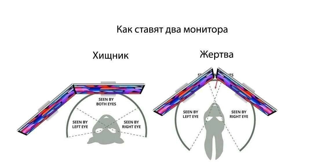 Как ставят два монитора: хищник и жертва Мем с изображением двух схем расположения мониторов, сравнивающих их с бинокулярным зрением хищника и панорамным зрением жертвы, с подписями "Как ставят два монитора", "Хищник" и "Жертва".