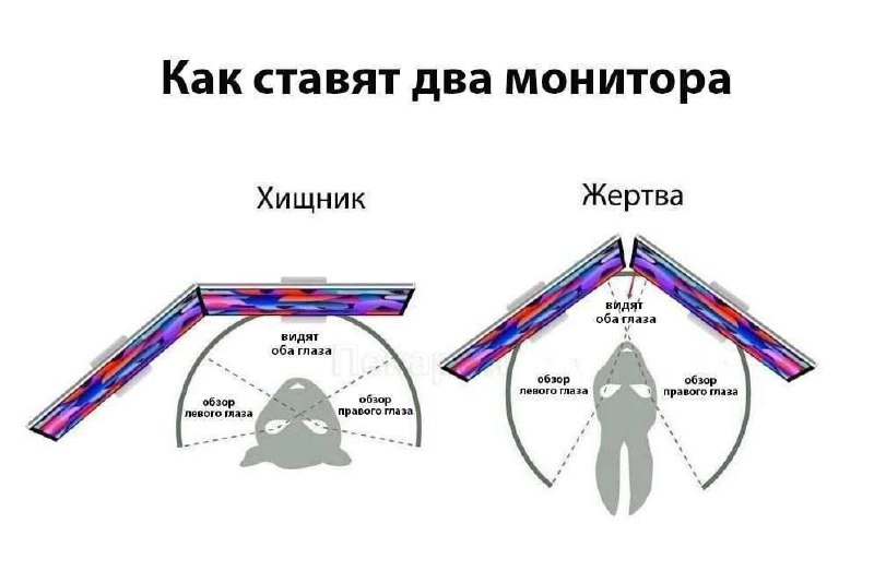Как ставят два монитора Схема показывает, как правильно и неправильно располагать два монитора относительно пользователя, сравнивая это с расположением глаз у хищников и жертв.