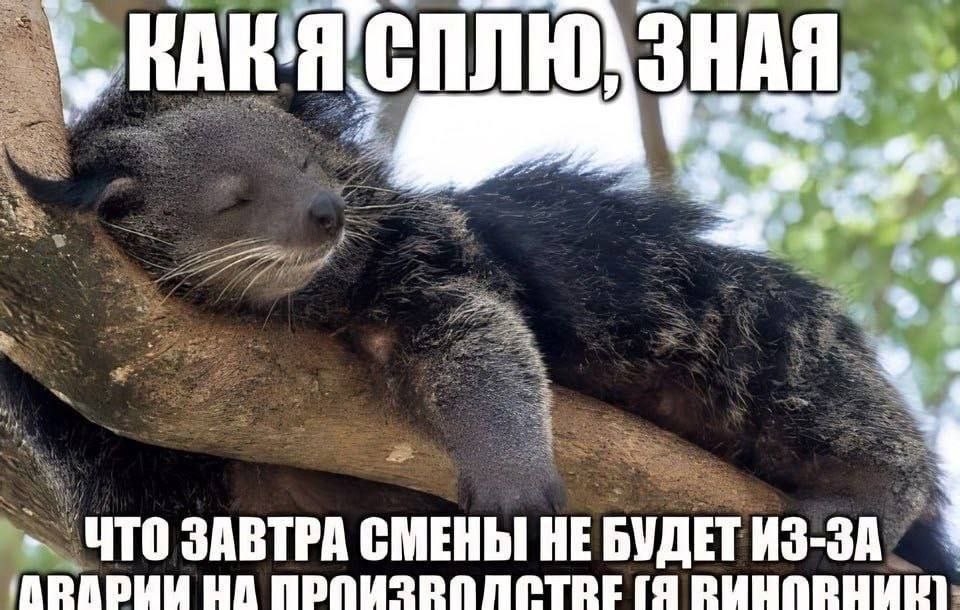 Как я сплю, зная что завтра смены не будет из-за аварии на производстве (я виновник) Биронгу, который крепко спит на ветке и радуется отмене рабочей смены из-за аварии на производстве, виновником которой он является