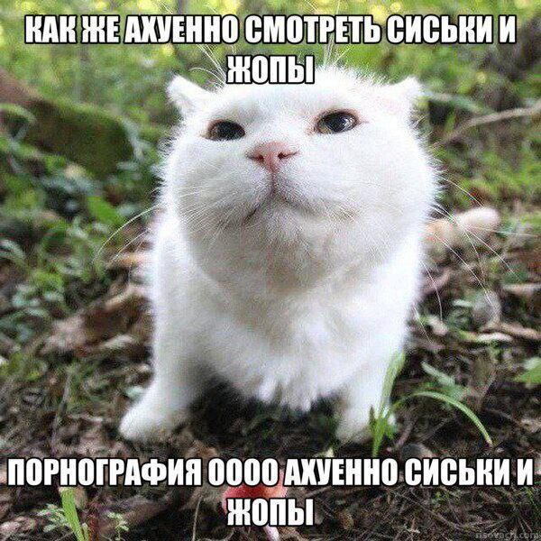 Как же ахуенно смотреть сиськи и жопы Мем с белым котом, смотрящим вверх с приподнятой головой и говорящим: Как же ахуенно смотреть сиськи и жопы. Порнография оооо ахуенно сиськи и жопы.